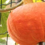 How Often Should You Water Vegetable Gardens How often should you water vegetable gardens: A beginner's guide to proper irrigation frequency