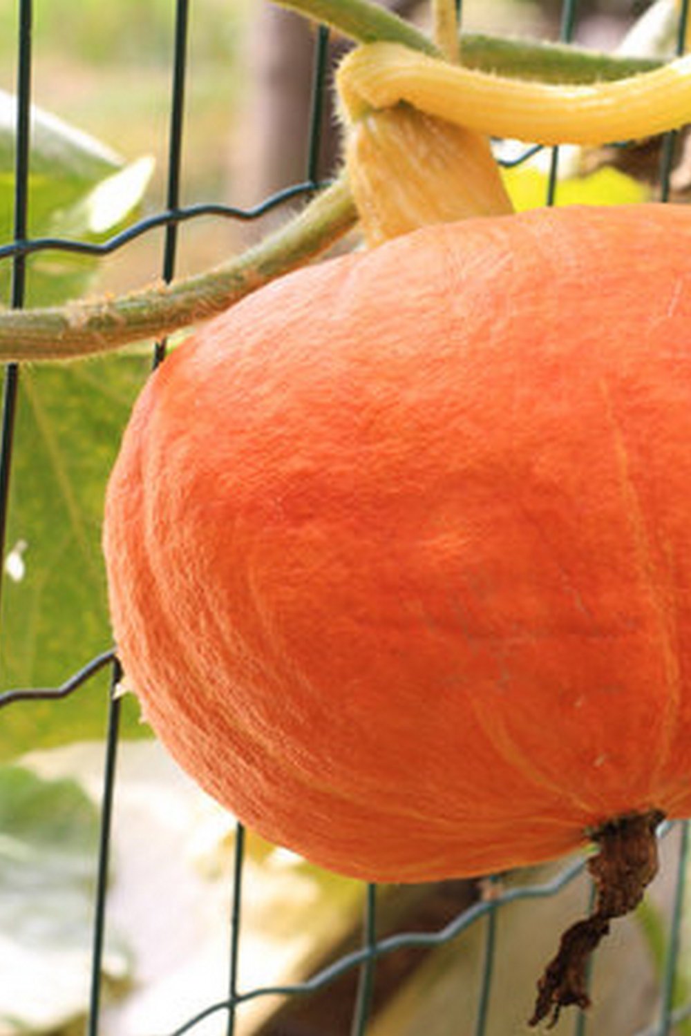 How often should you water vegetable gardens: A beginner's guide to proper irrigation frequency