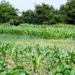 When to Lime Vegetable Gardens: Spring or Fall Application