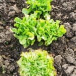 Best Mulch for Vegetable Gardens: Organic Straw Mulch for Natural Weed Control and Soil Moisture Retention