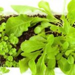 High-Quality Organic Potting Soil: Perfect for Thriving Vegetable Gardens