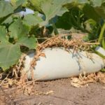 Ortho Herbicide: Safe for Vegetable Gardens. A reliable, effective choice for weed control in your home garden