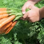 Opt for variety: Yes, can vegetable plants be planted in flower gardens