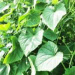 Desert turtles as beneficial garden companions: Are desert turtles good for vegetable gardens