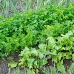 Step-by-step guide on how to use blood meal in vegetable gardens for optimal plant growth