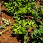 Which Method of Vegetable Gardening Is Called as Intensive Gardening Intensive gardening, the high-yield method of growing vegetables in small spaces using rich soil and careful spacing