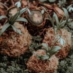 Tips for removing zoysia grass from vegetable gardens without using harmful chemicals