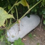 Rich organic worm compost enhances soil fertility and growth in vegetable gardens