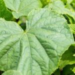 What Is the Best Soil for Vegetable Gardens Rich, loamy soil for thriving vegetable gardens - What is the best soil for vegetable gardens