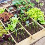 Vegetable gardening regulations in Bryan, Ohio - check local ordinances for details
