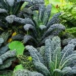 Utilize fireplace ashes as soil amendment for vibrant vegetable gardens. Are fireplace ashes good for vegetable gardens