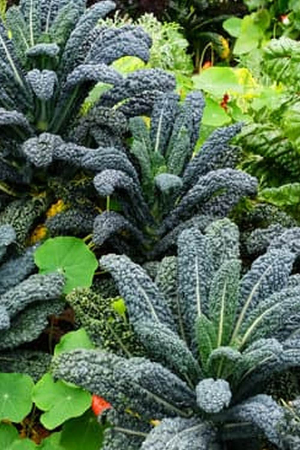 Utilize fireplace ashes as soil amendment for vibrant vegetable gardens. Are fireplace ashes good for vegetable gardens