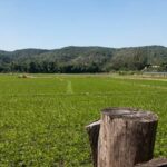 Opt for nutrient-rich topsoil for raised bed vegetable gardens