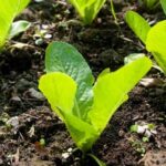Can You Use Compost in Vegetables and Herb Gardens Compost in Vegetable and Herb Gardens: Nutrient-Rich Soil Enhancer for Lush, Healthy Growth