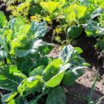 Top 5 Safe Pesticides for Vegetable Gardens: What Pesticides Are Safe for Vegetable Gardens