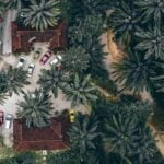 When to Water Vegetables Gardens: A Guide to Proper Irrigation Schedule for Vegetable Beds