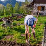 Why Are Vegetable Gardens Sustainable Lush vegetable garden; exemplifying why are vegetable gardens sustainable