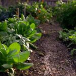 Is It Safe to Use Molemax in Vegetable Gardens Using Molemax in Vegetable Gardens: Safety Tips and Considerations