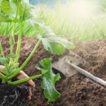 Organic compost rich in nutrients for thriving vegetable gardens - Best pick for sustainable growth