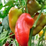 Drip irrigation kit for vegetable gardens: efficient watering system for crops, conserving water and promoting healthy growth