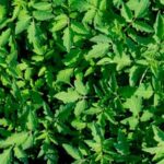 Joe the Gardener carefully tending to his thriving vegetable garden