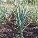Raised Bed Vegetable Gardening: A productive and space-efficient way to grow a variety of veggies