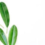 Gardening in Arizona: Tips for Growing Healthy and Nutritious Vegetables in the Desert Climate