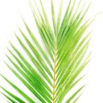 Best Grass Killer for Vegetable Gardens Top choice for organic vegetable garden: Best Grass Killer for Vegetable Gardens tackles unwanted growth effectively