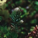 Effective Post Emergent Herbicide for Vegetable Gardens: Organic Weed Control for Healthier Plants