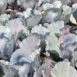 Lush and beautiful great looking vegetable gardens bursting with vibrant colors and healthy produce