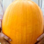 Is Wood Mulch With Weed Killer Good for Vegetable Gardens Wood mulch treated with weed killer: potential harm for vegetable gardens.