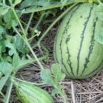 Pest infestation in vegetable gardens: Identifying and preventing common garden pests for healthy crops