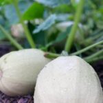 NCSU Home Vegetable Gardening: Grow fresh produce at North Carolina State University's residential gardens