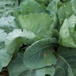Companion planting: Combine vegetable gardening plants together for a thriving garden