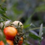 Using IS 7 Dust for Vegetable Gardens: Safety Tips and Application Instructions