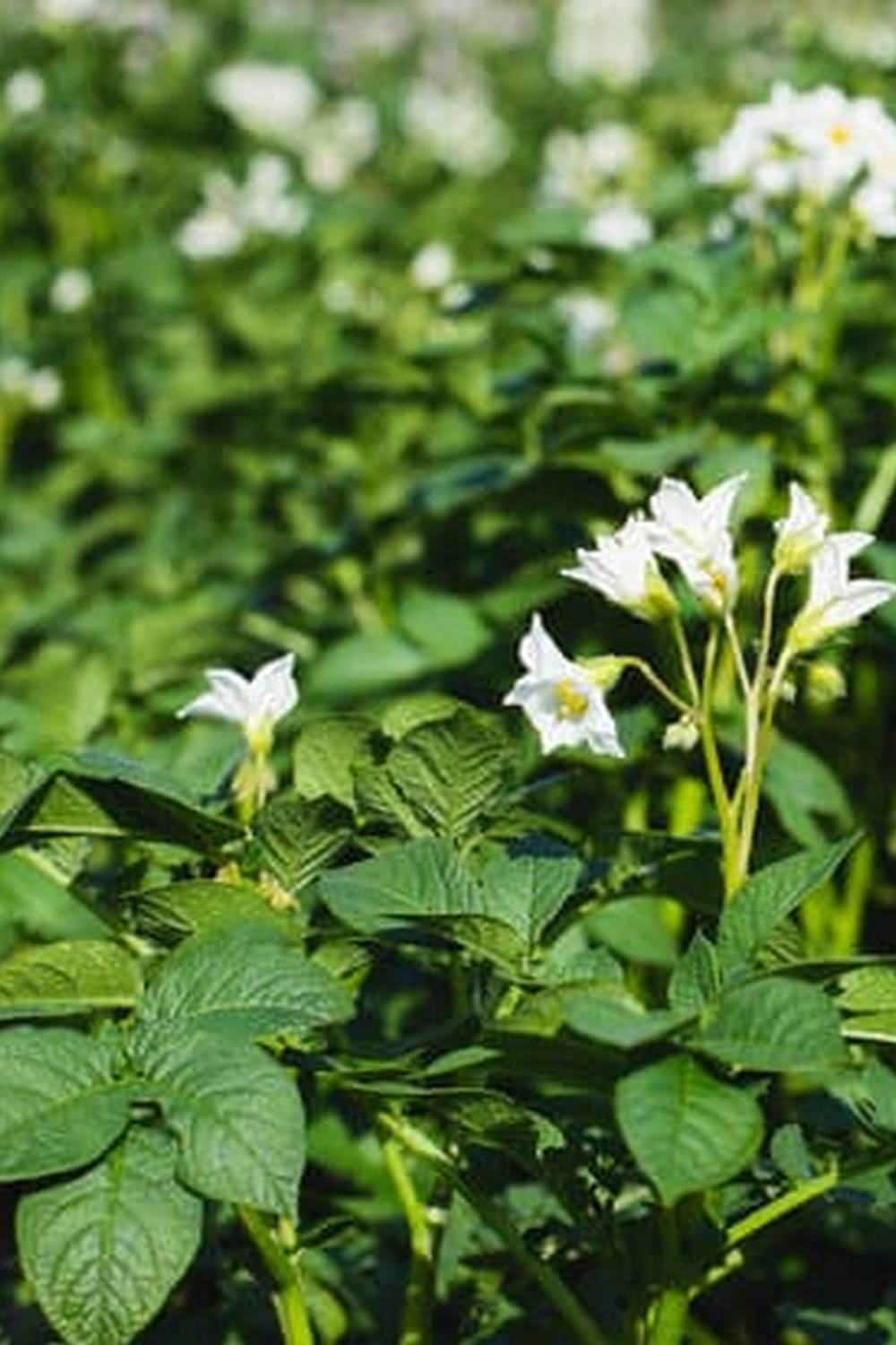 Colorful Vegetable Garden in Italy with Sunflowers and Olive Trees
