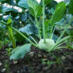 Growing Your Own Vegetable Gardening on Maui Maui's Self-Sustaining Garden: Growing Your Own Vegetable Garden on Maui