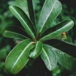 Vegetable gardening planters: raised beds for growing vegetables in small spaces