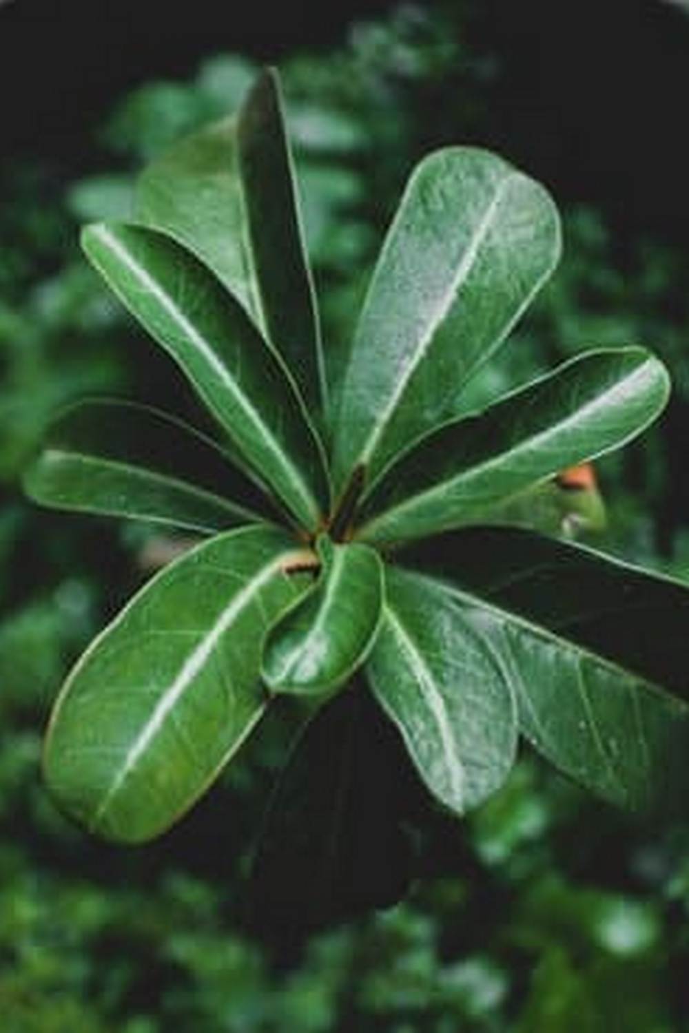 Vegetable gardening planters: raised beds for growing vegetables in small spaces