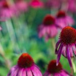 Best Vegetable Gardening Method Best Vegetable Gardening Method: Organic raised beds for healthy, abundant harvests year-round