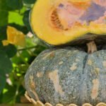 The Year Round Vegetable Gardener Savvy Garden The Year Round Vegetable Gardener: Savvy Garden - A comprehensive guide to year-round vegetable gardening