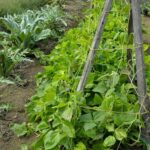 Top 10 Gardening Books for Growing Vegetables: Expert Tips & Techniques for Best Results