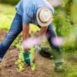 Top cold weather veggies: kale, carrots, and beets for your winter garden