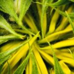 Starter Vegetable Gardens: 24 No-Fail Plans for Small Organic Gardens - Your Guide to Successful Organic Gardening