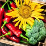 How to Grow Onions Gardening Tips and Advice Vegetable Seeds How to Grow Onions: Expert Gardening Tips & Advice for Planting Vegetable Seeds