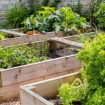 Mulch benefits vegetable gardens by conserving moisture, reducing weeds, and improving soil structure