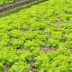 Thriving vegetable garden in East Texas climate, featuring variety of produce and sustainable practices