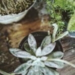 Natural Cedar Mulch: Safe and Effective Choice for Vegetable Gardens