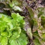 Model Ordinance for Residential Vegetable Gardens: Sustainable Urban Agriculture Guidelines