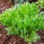 - EASY TO USE VEGETABLE GARDENING GUIDE: Step-by-step instructions for effortless cultivation and care